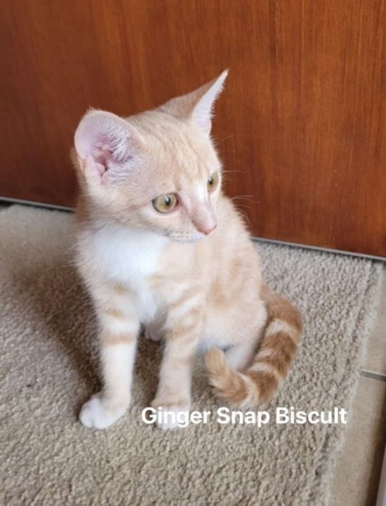 Ginger Snap Biscuit